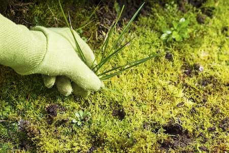 Common Lawn Weeds in Northeast Georgia and How to Stop Them