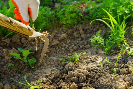 The Benefits of Professional Weed Control vs DIY in Georgia Lawns